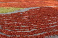 Chili und Pfeffer aus Indonesien – Zutaten der indonesischen Küche
